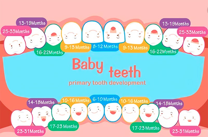 Mapa dental bebé
